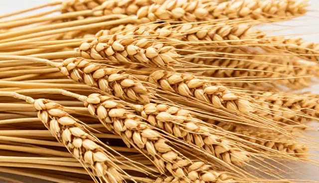 温度控制在农产品收购中的常见误区与解决策略